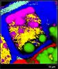 Raman image of a wheat grain cross section chemical composition