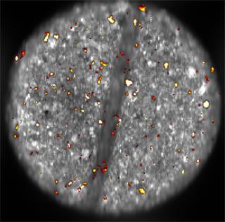 Raman and white light images of MDMA tablet